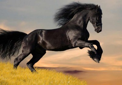 black_horse_5-wallpaper-1280×720